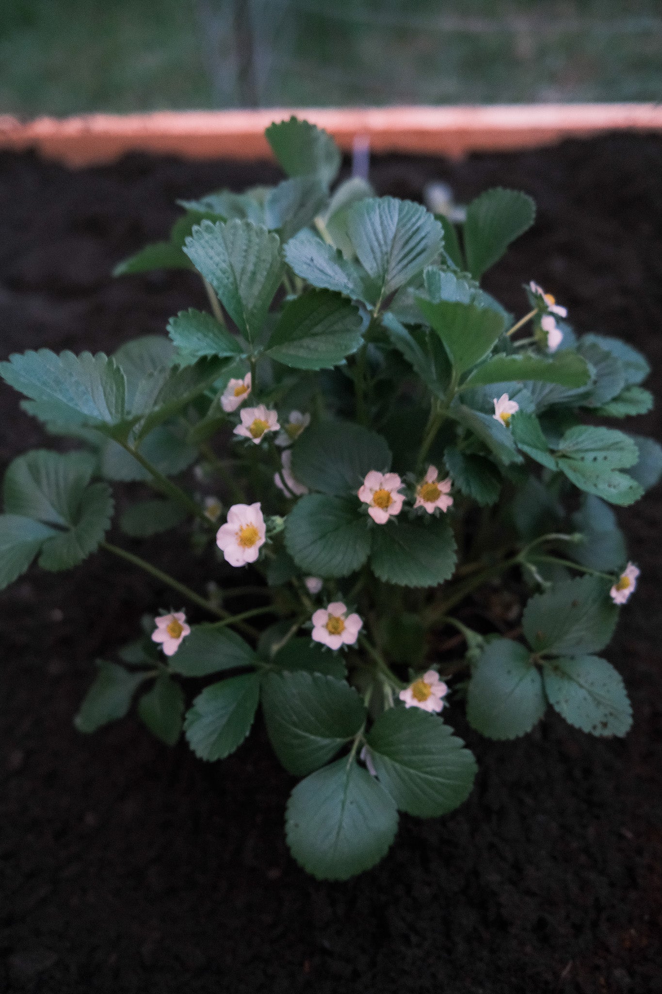 COMING SPRING | Organic Farm-to-Table Supper Club