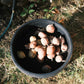 COMING SPRING | Organic Farm-to-Table Supper Club